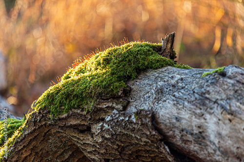moss in a wintry sunrise in a forest