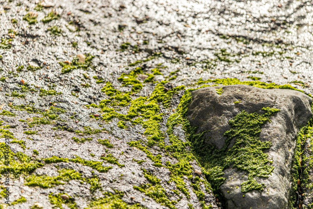 moss on stone