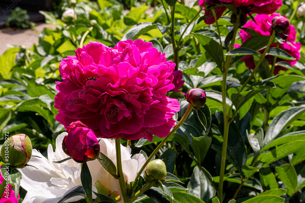 Fototapeta premium Closeup of beautiful red Peonie flower