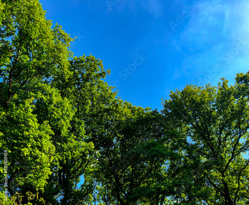 Fototapeta Naklejka Na Ścianę i Meble -  trees and sky