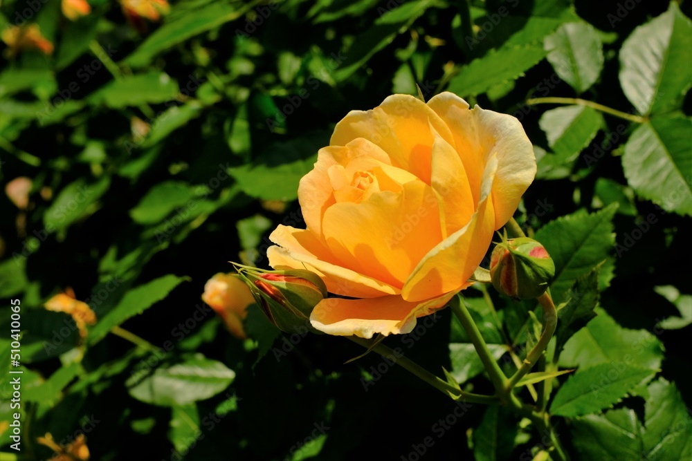orange yellow rose in full blooming orange yellow rose in full blooming