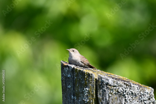 House Wren song bird resting on a fence post