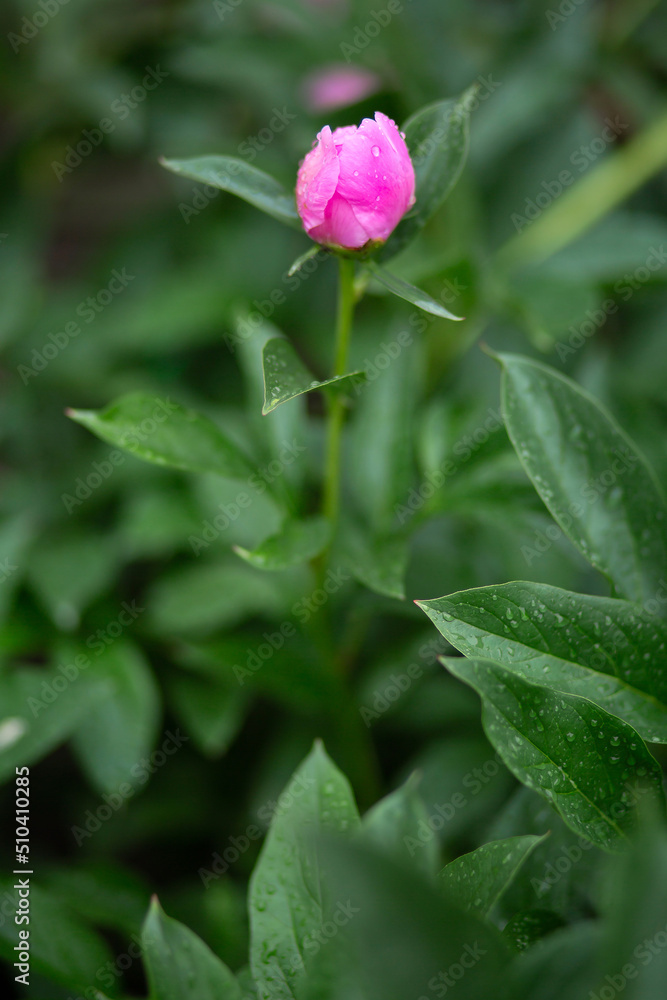 Water drops on pink peonies. Blurred background. Macro. Garden, garden floriculture