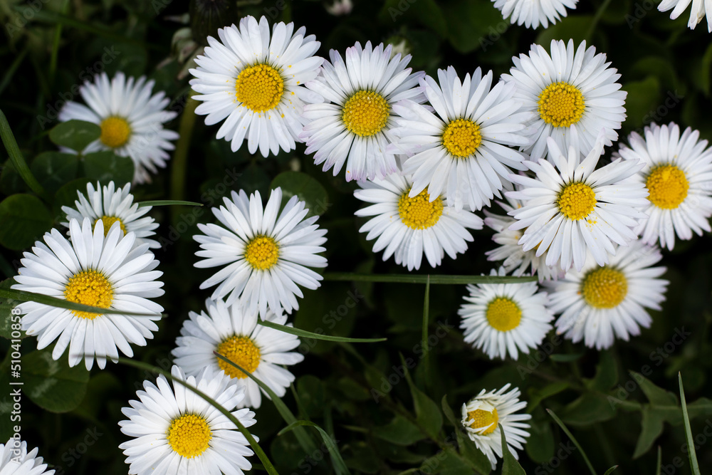 Fototapeta premium White blooming daisies in field.
