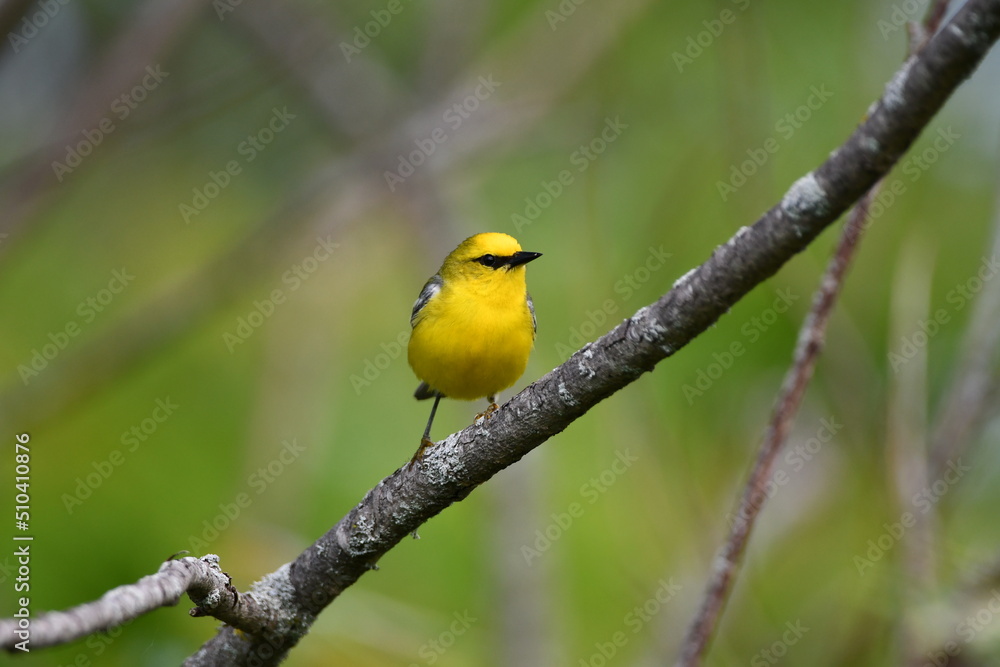 Blue-winged Warbler perched on a branch in a meadow Blue-winged Warbler perched on a branch in a meadow