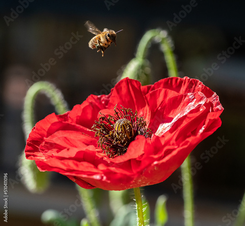 Bee and poppy flower 3