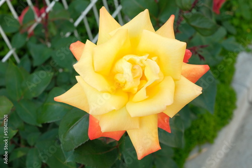 orange yellow rose in full blooming