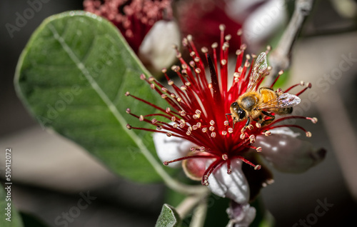 bee on feijoa flower 2