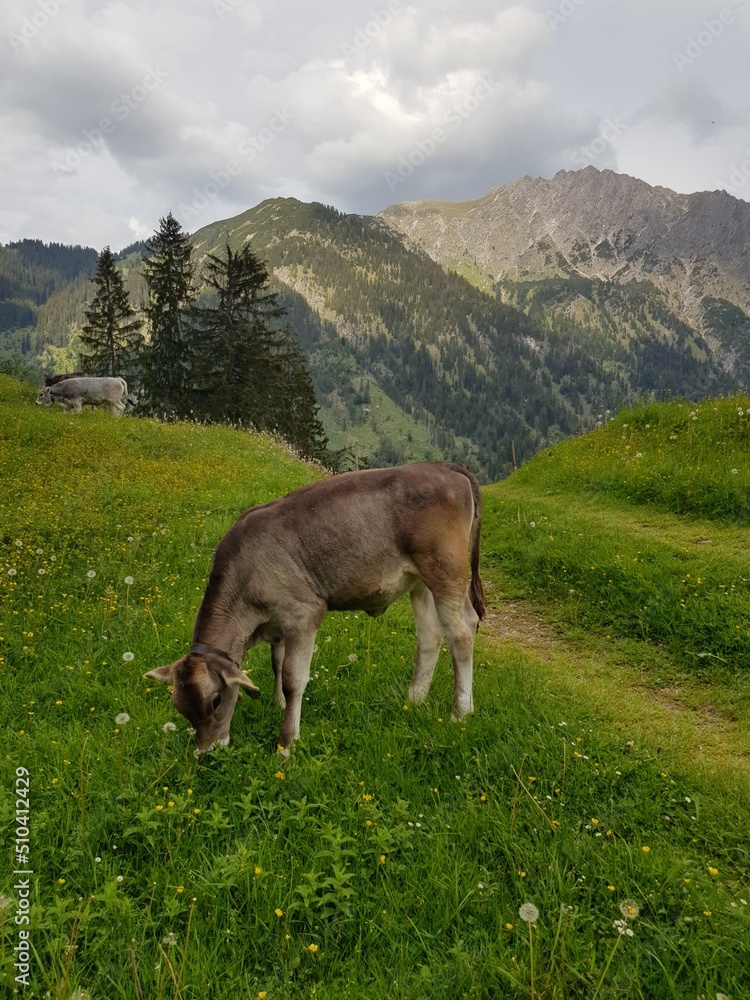 Fototapeta premium cow on the meadow