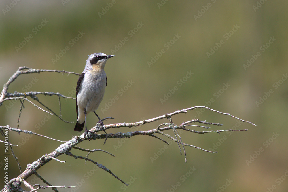 Fototapeta premium Wheatear, Hiking Storaberget, Norway