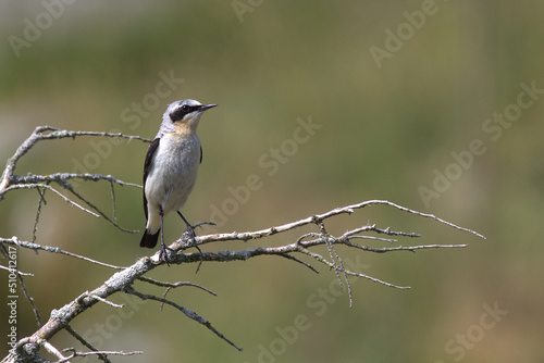 Wheatear, Hiking Storaberget, Norway