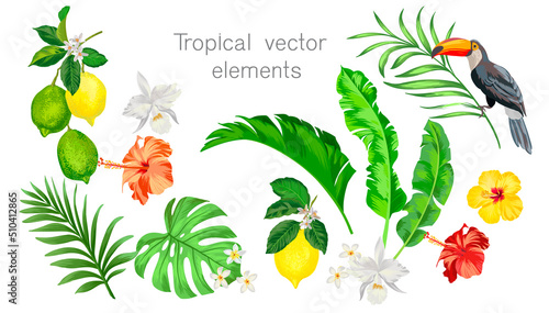 Tropical vector set for summer beach design. Isolated elements on a white background. Palm leaves, exotic flowes, birds of paradise.