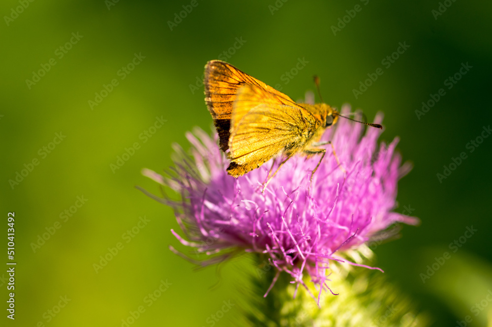 close-up of a butterfly of the genus Brown Skipper
(Thymelicus indet) on a lilac colored thistle flower close-up of a butterfly of the genus Brown Skipper
(Thymelicus indet) on a lilac colored thistle flower