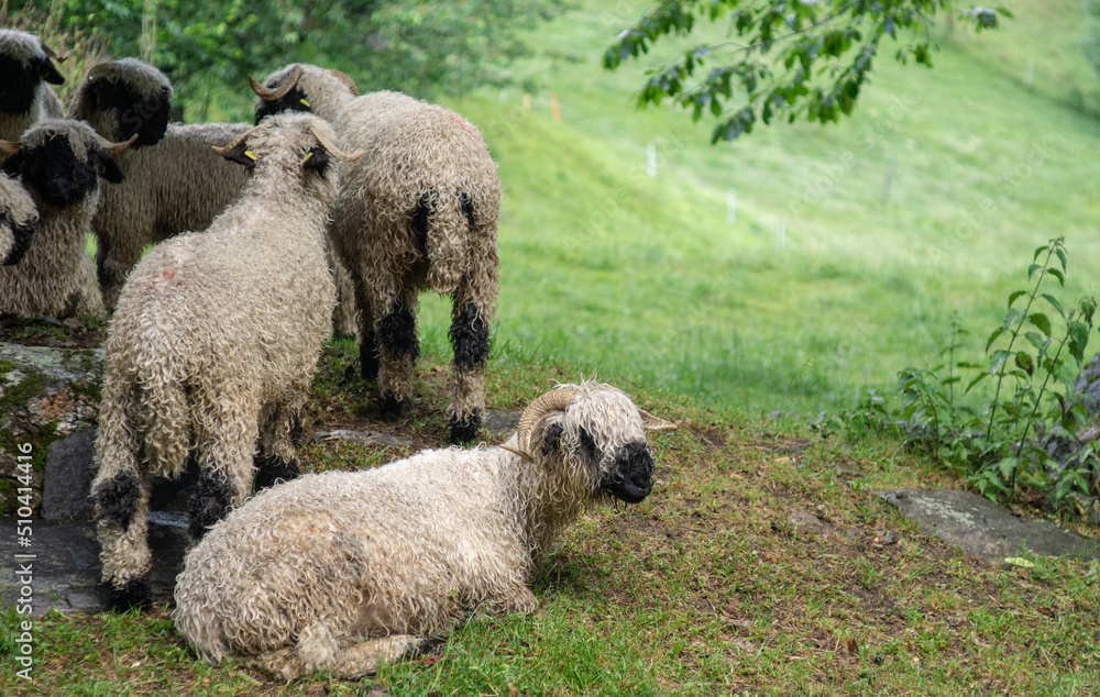 Valais blacknose sheep in the swiss alps Valais blacknose sheep in the swiss alps