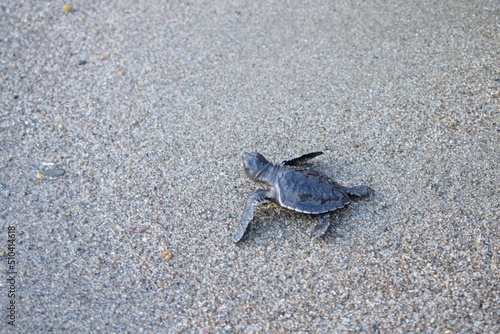 baby turtle © adehan