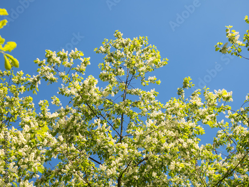 blossoming bird cherry against the blue sky