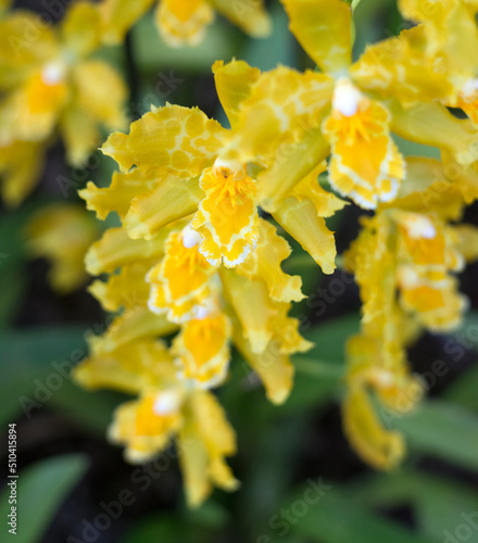 Odontoglossum geyser gold orchids. Close-up with narrow depth of field photo