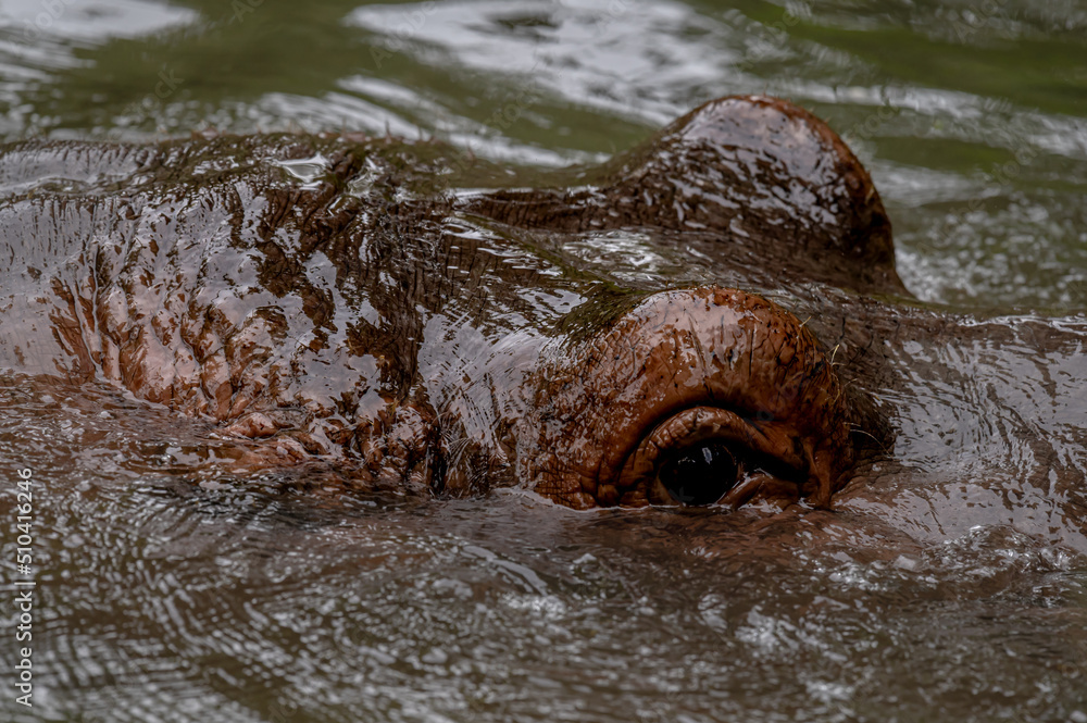 Obraz premium Hippopotamus in water. Portrait of hippopotamus amphibious. Hippo. Common hippopotamus. River hippopotamus.