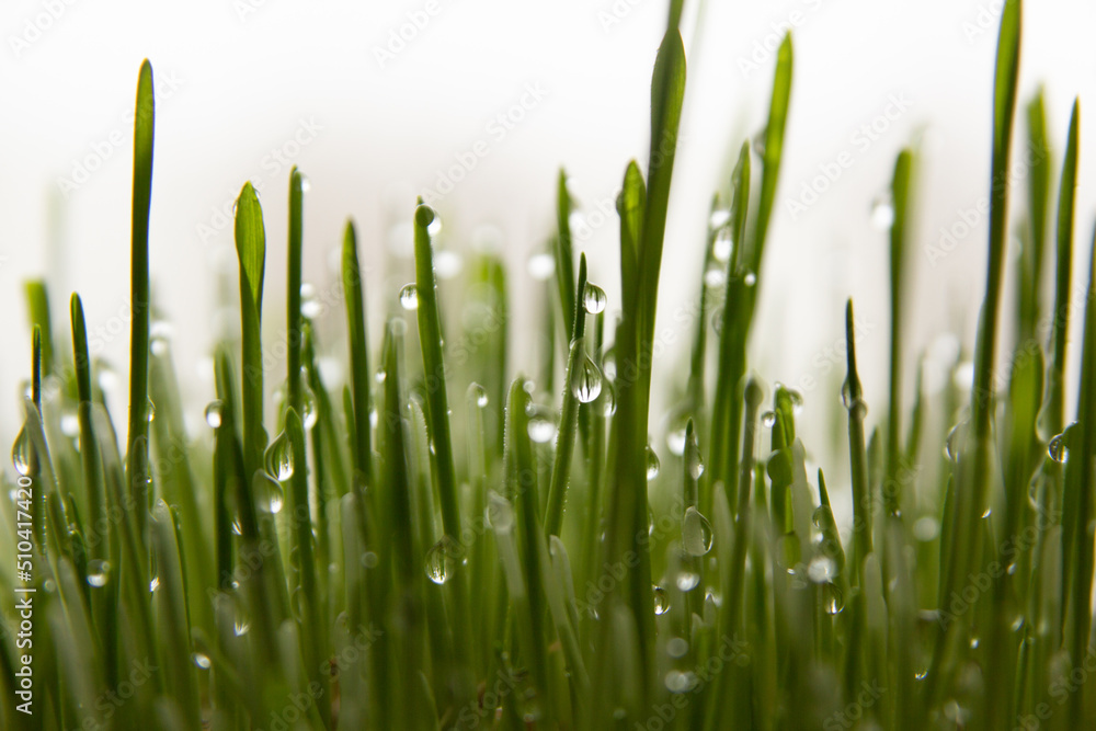 grass, water drops on the grass grass, water drops on the grass