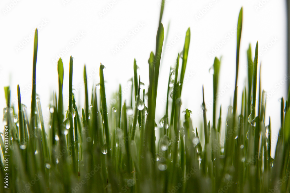 grass, water drops on the grass grass, water drops on the grass