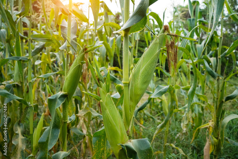 Corn field close up. Selective focus.Green Maize Corn Field Plantation in Summer Agricultural Season. Corn field close up. Selective focus.Green Maize Corn Field Plantation in Summer Agricultural Season.