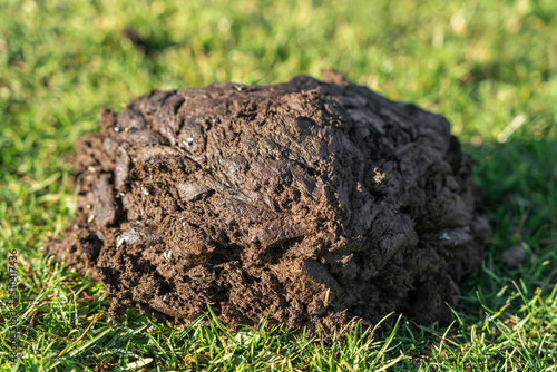close-up view of cow dung or poo