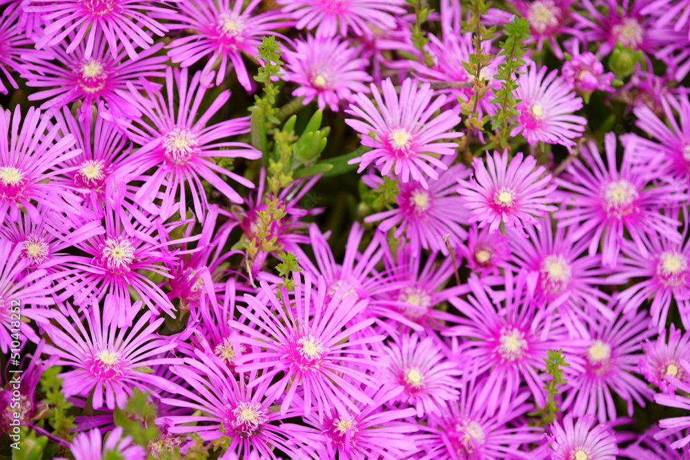 Hope you enjoy this beautiful spring season Hope you enjoy this beautiful spring season
