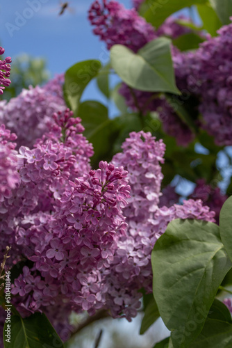 lilac on a branch in the garden