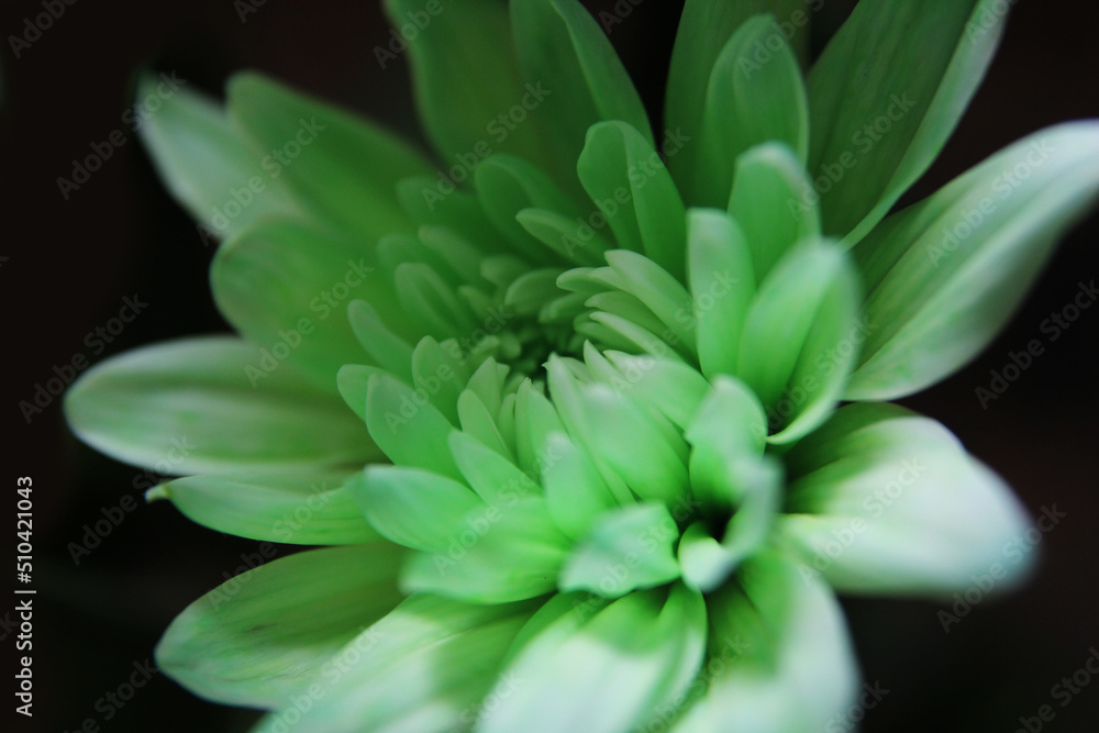 a green flower aster, mint colored aster
a green flower aster, mint colored aster