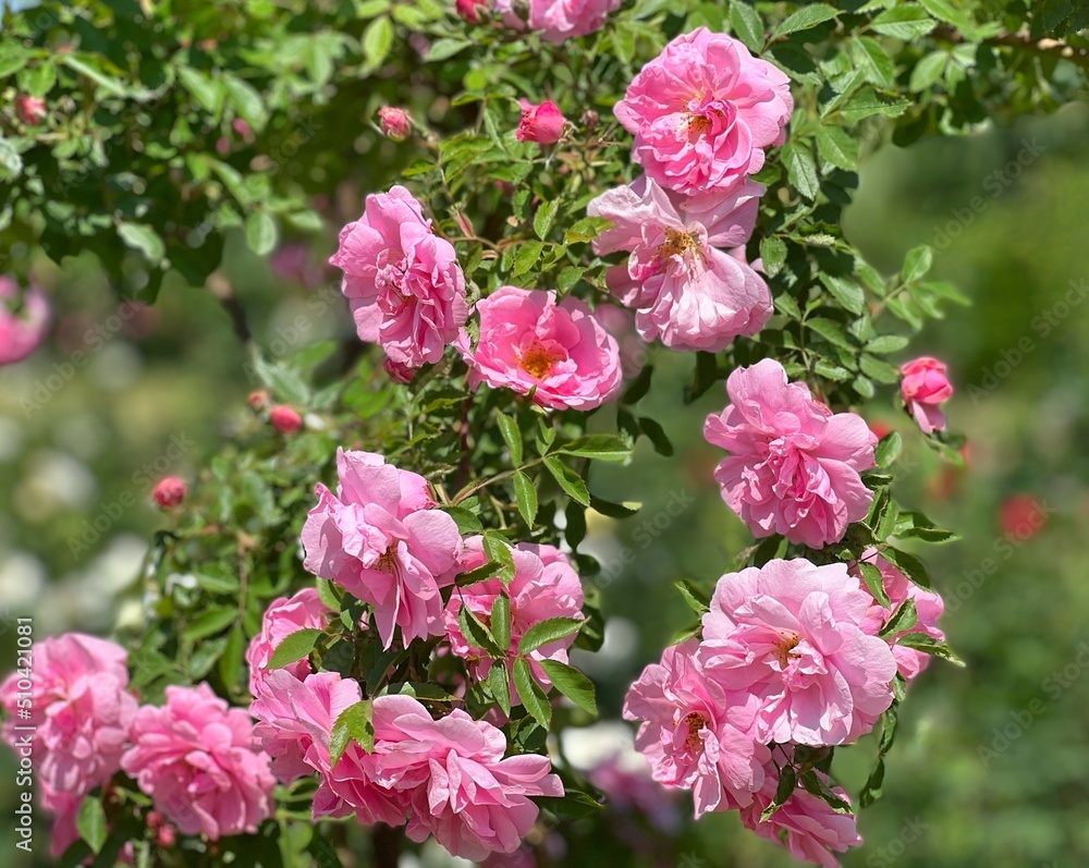 Beautiful rose flowers on branch in garden.