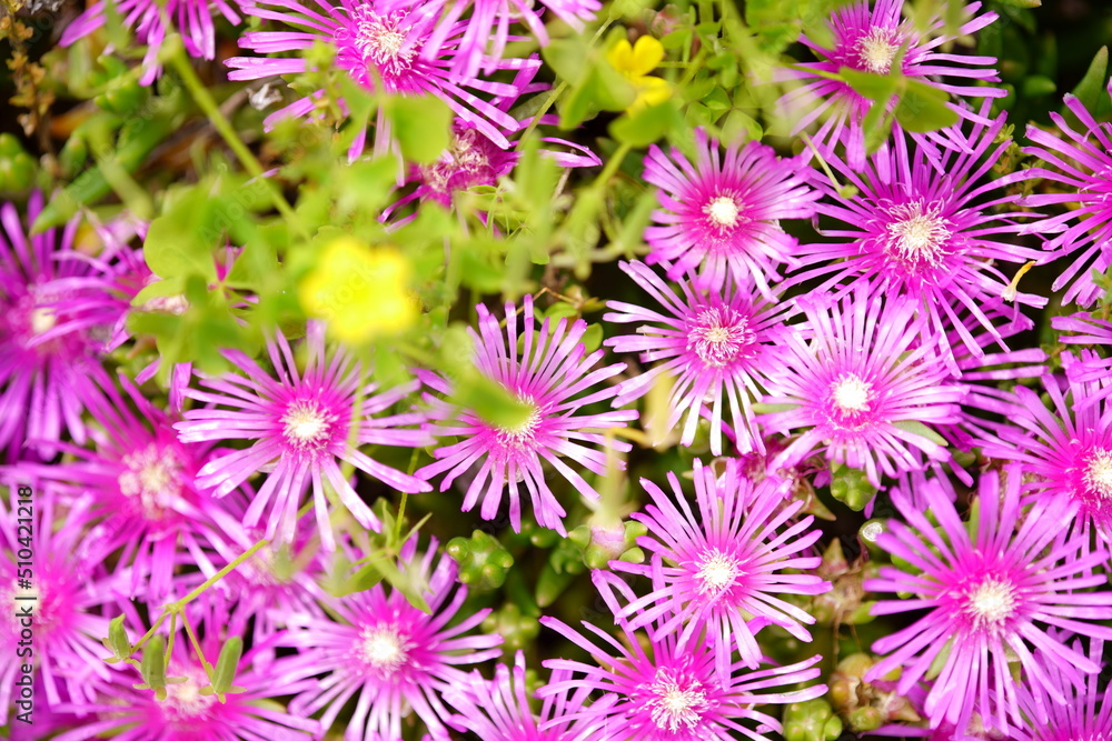 Hope you enjoy this beautiful spring season Hope you enjoy this beautiful spring season