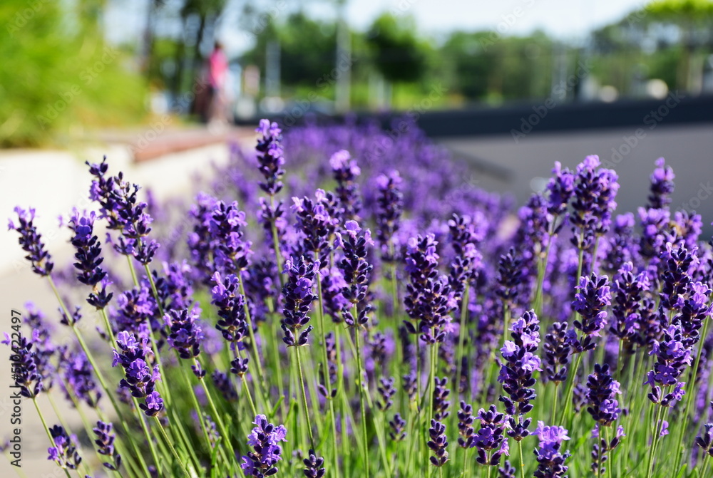 bright purple lavender flower closeup in street garden. blurred
