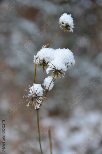 Dried plant cover with snow