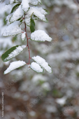 Snow covered branches with green leaves