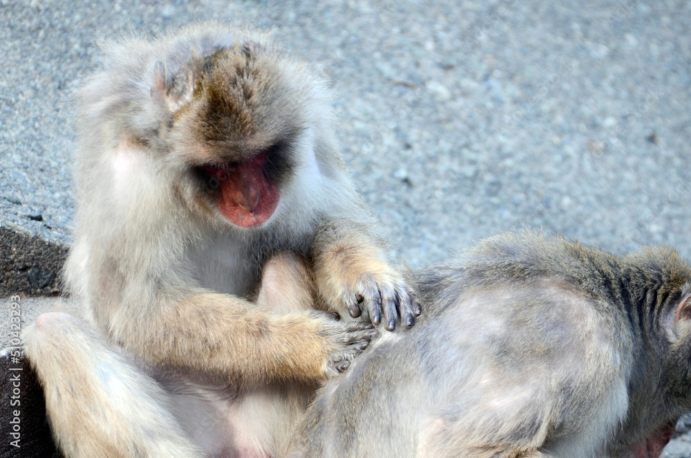 Naklejka premium ニホンザル