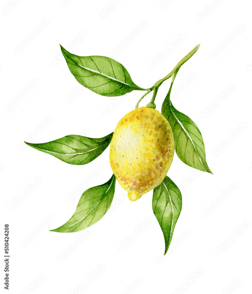 Branch with lemon and green leaves. Watercolor illustration isolated on white.