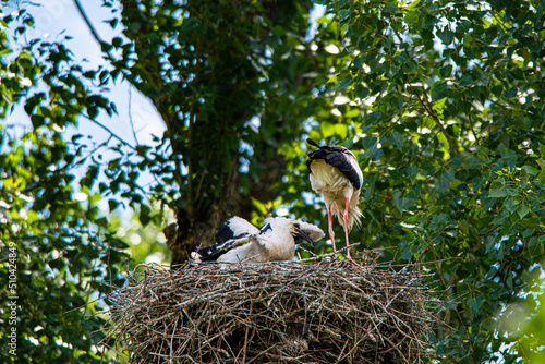 Storchenfamilie - Wilde Störche im Horst