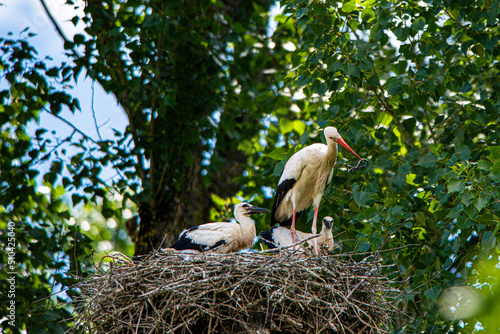 Storchenfamilie - Wilde Störche im Horst