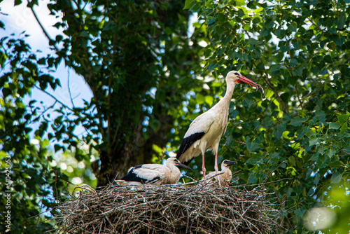 Storchenfamilie - Wilde Störche im Horst photo