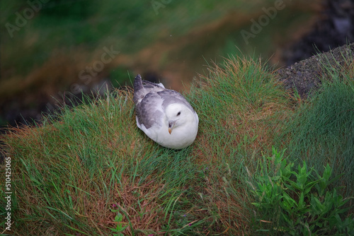 A wild adult fulmar (Fulmarus glacialis) nesting in the rain on the grassy cliff photo