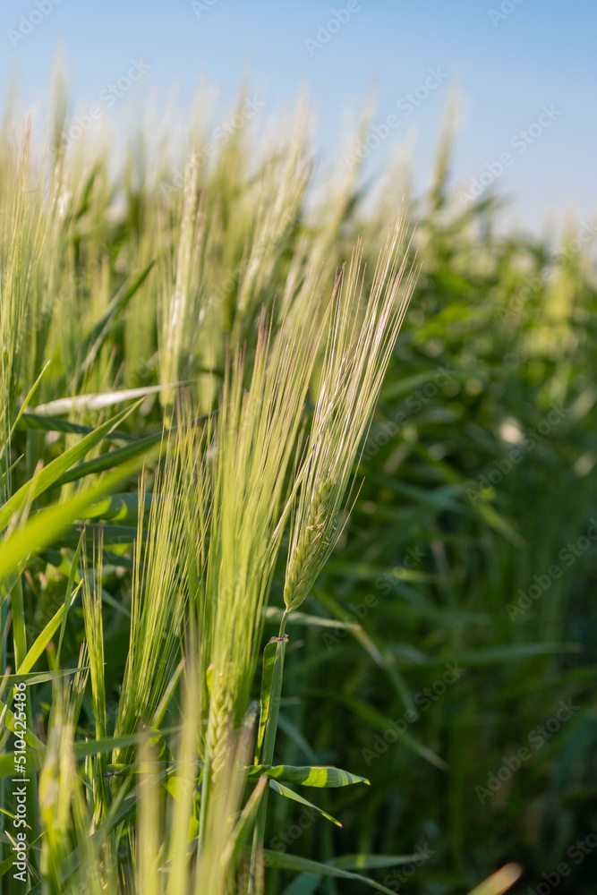 Ear of wheat on the field Ear of wheat on the field