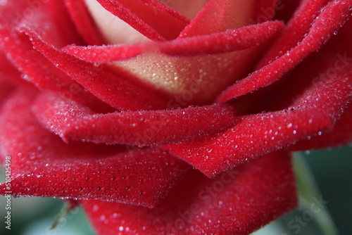 red rose  water drops on rose