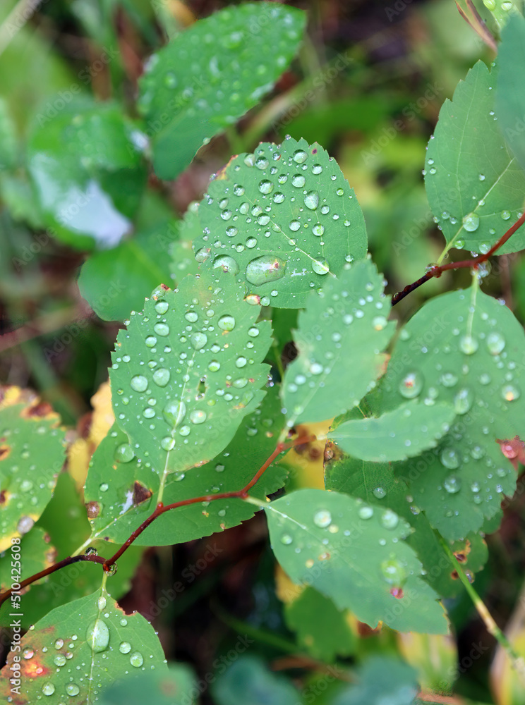 Leaves covered in rain drops, Waterton Alberta Canada
Leaves covered in rain drops, Waterton Alberta Canada