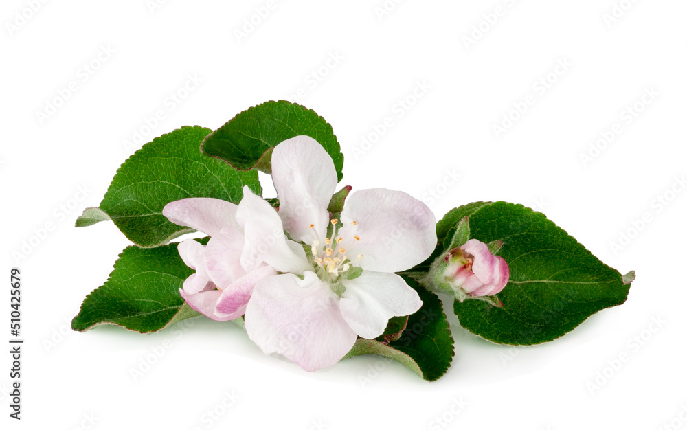 Apple flowers isolated on white background Apple flowers isolated on white background