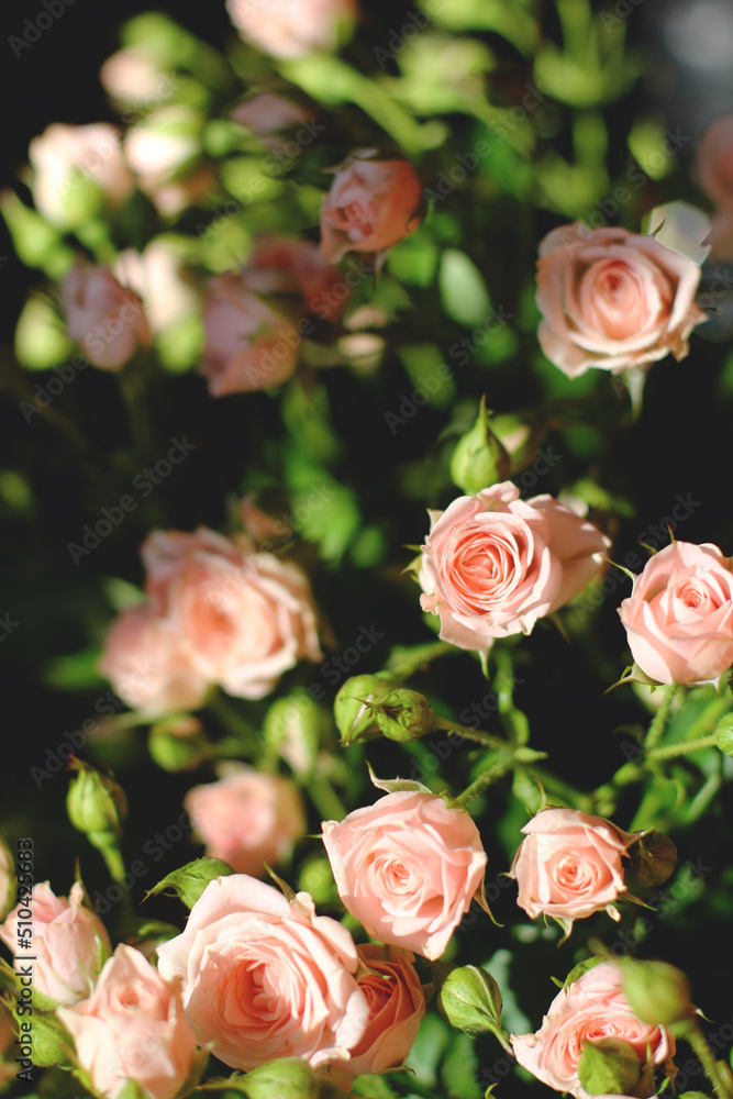 pink color rose bouquet, spray rose pink color rose bouquet, spray rose