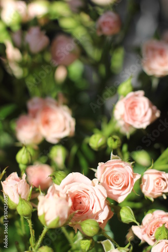 pink color rose bouquet, spray rose