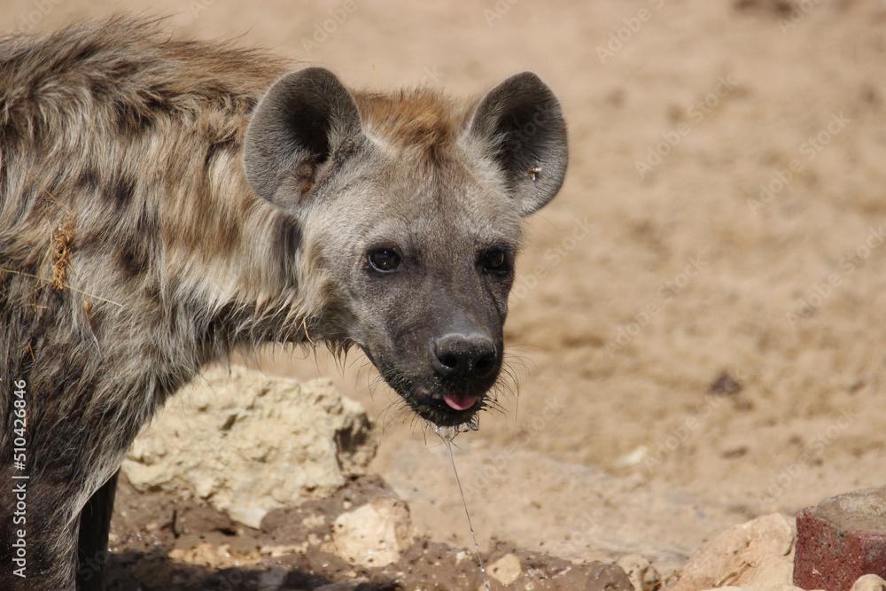 Spotted Hyena in the Kgalagadi Spotted Hyena in the Kgalagadi