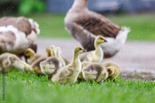 Flock of young goslings with their parents grazing grass
