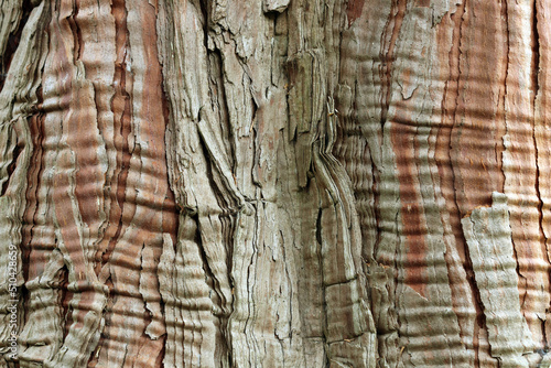 The bark is orange-brown weathering grayish, smooth at first, becoming fissured. Calocedrus decurrens, incense cedar, california incense-cedar - is a species of coniferous tree. photo