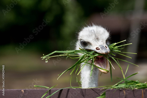 Fototapeta Naklejka Na Ścianę i Meble -  Domestic bird. An ostrich in a pen. The concept of animal husbandry and rural life. Portrait of an ostrich in the fresh air. Close-up. A pet on a private eco farm. Agricultural industry.